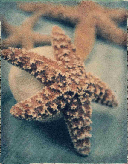 Still Life Jahrriesnge  for starfish-lpf00178 