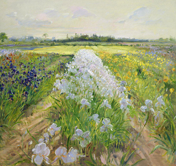 Landscape Jahrriesnge  for flower-field-lpf02504 