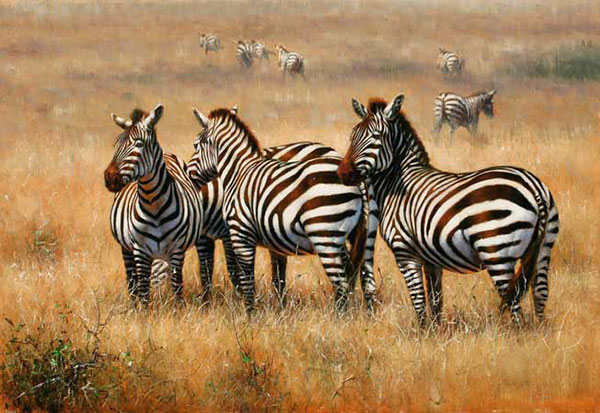 Animals Jahrriesnge  for African-Zebra-lpf02545 