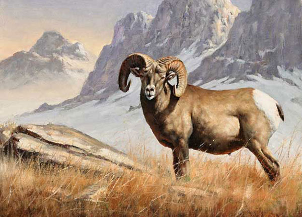 Animals Jahrriesnge  for bighorn-sheep-lpf02546 