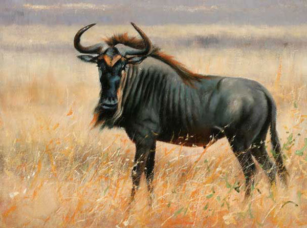 Animals Jahrriesnge  for wildebeest-lpf02552 