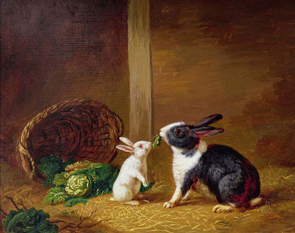 Animals Jahrriesnge  for rabbit-lpf02630 