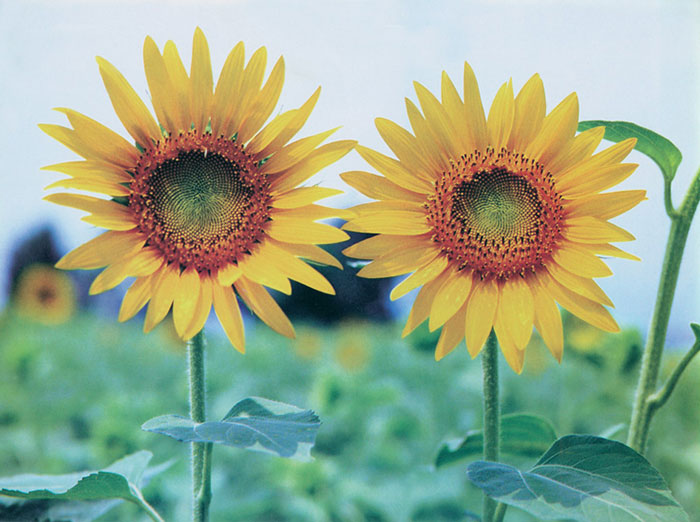 Floral Jahrriesnge  for sunflower-lpf07659 