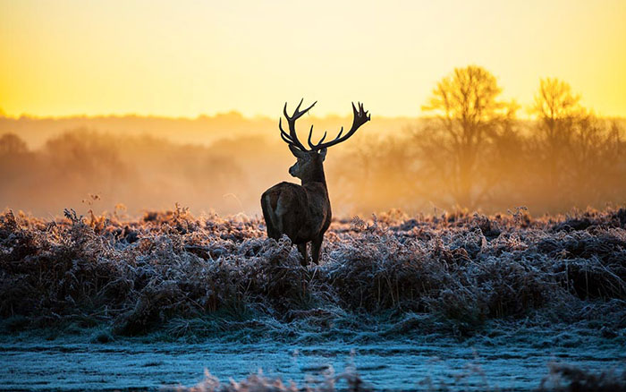 Animals Jahrriesnge  for deer lpf08628 