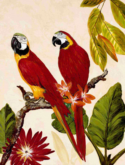 Animals Jahrriesnge  for macaw lpf10599 