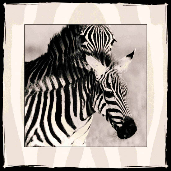 Animals Jahrriesnge  for zebra lpf10649 